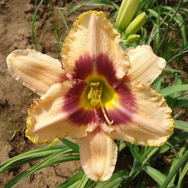 Eyes of Fury - Daylily