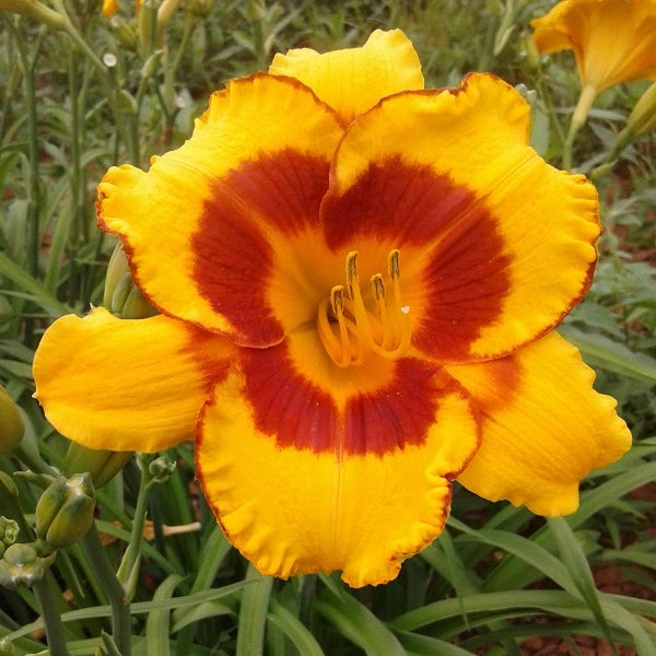 Fooled Me - Daylily