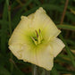 Sun-Kissed Yellow Daylily Bundle - Save $40