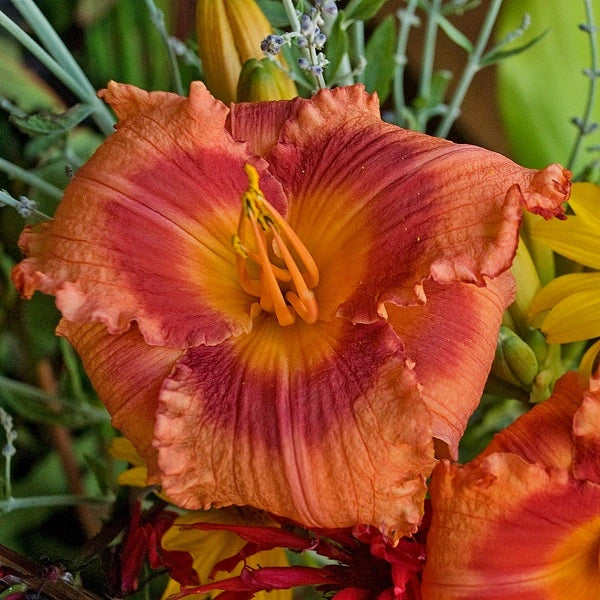 Holiday Song Daylily