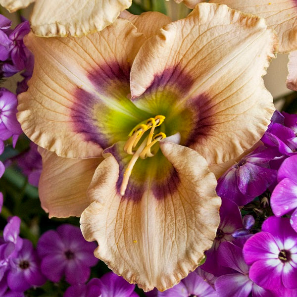 Huckleberry Candy Daylily