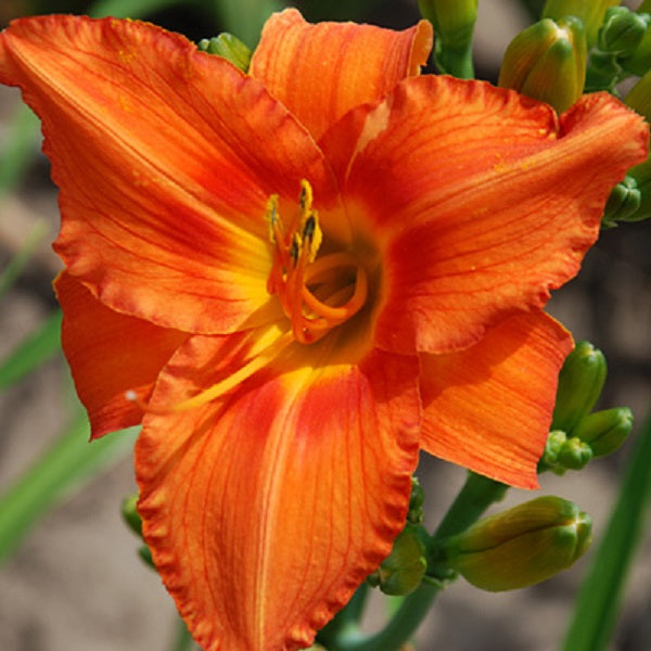 Indian Paintbrush Premium Daylily