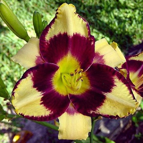 Jamaican Me Crazy Daylily