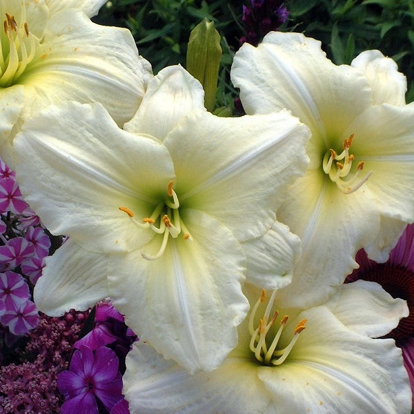 Joan Senior Daylily