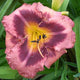 Just Plum Happy - Daylily