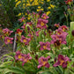 Little Grapette Daylily