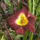 Midnight Raider - Daylily