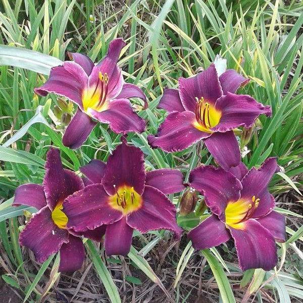 Minstrel Boy Daylily - Heritage Collection