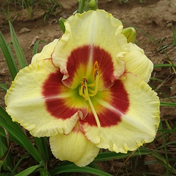 Monterrey Jack Daylily