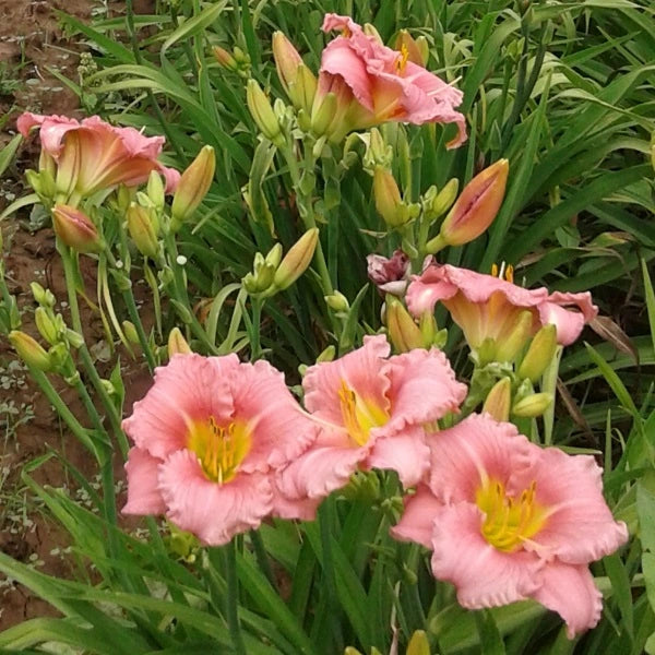 My Sweet Rose - Daylily