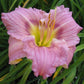 Numinous Moments - Daylily