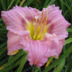 Numinous Moments - Daylily