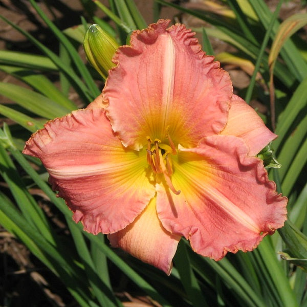 Pink Mixed Daylily