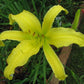 Peek-A-Boo Daylily - Heritage Collection