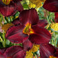 Raspberry Suede - Daylily