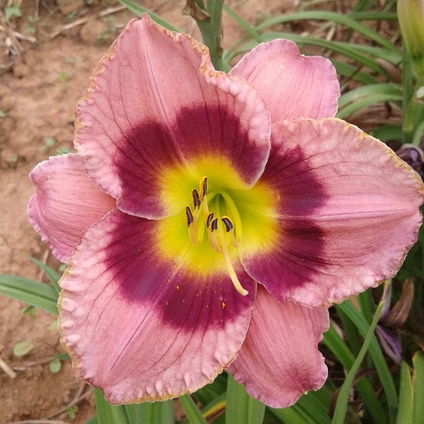 Return a Smile Daylily