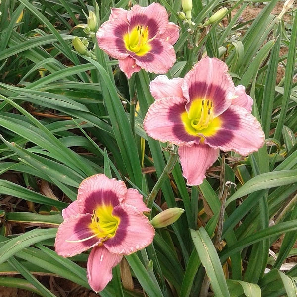 Return a Smile Daylily