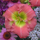 Rose Emily - Daylily