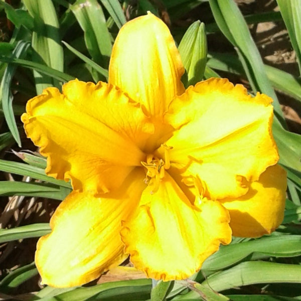 Sun-Kissed Yellow Daylily Bundle - Save $40