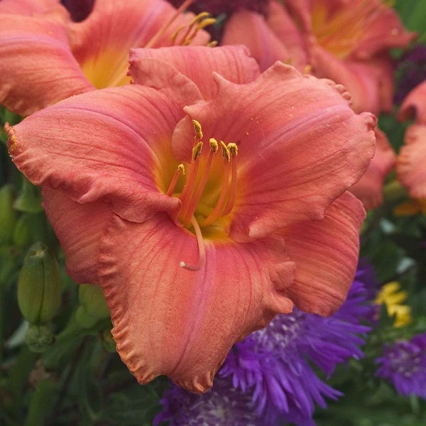 South Seas - Daylily