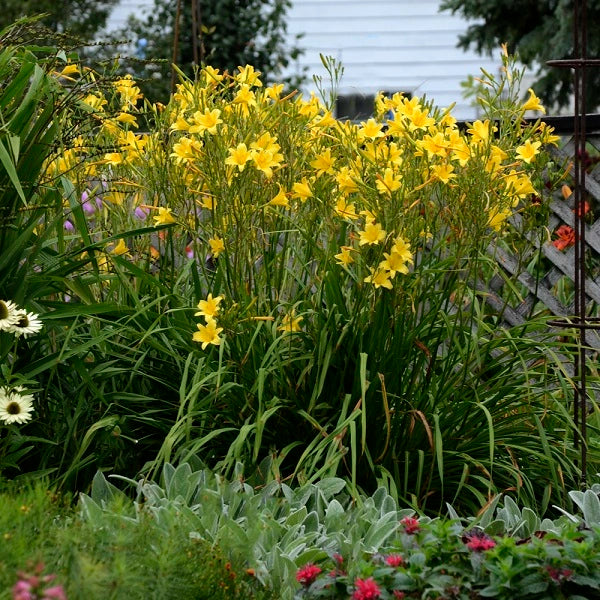 Steeple Jackie - Daylily