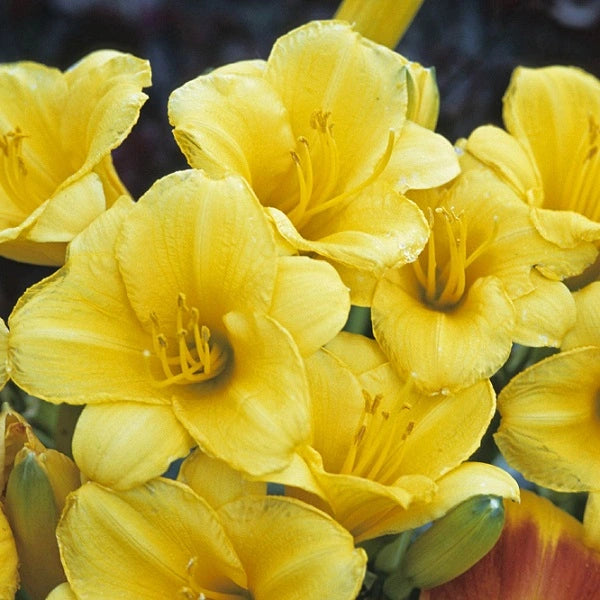 Springtime Yellow - Daylily