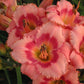 Strawberry Candy - Daylily