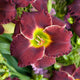 Velvet Thunder Daylily