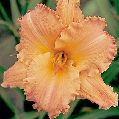 Afternoon Tea Time - Daylily