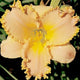 Angels Realm Daylily