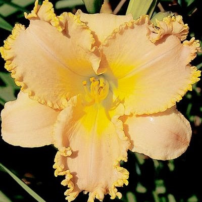 Angels Realm Daylily