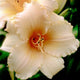 Apricot Aristocrat - Daylily