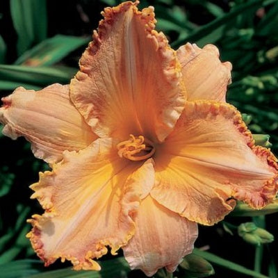 Apricot Slices - Daylily