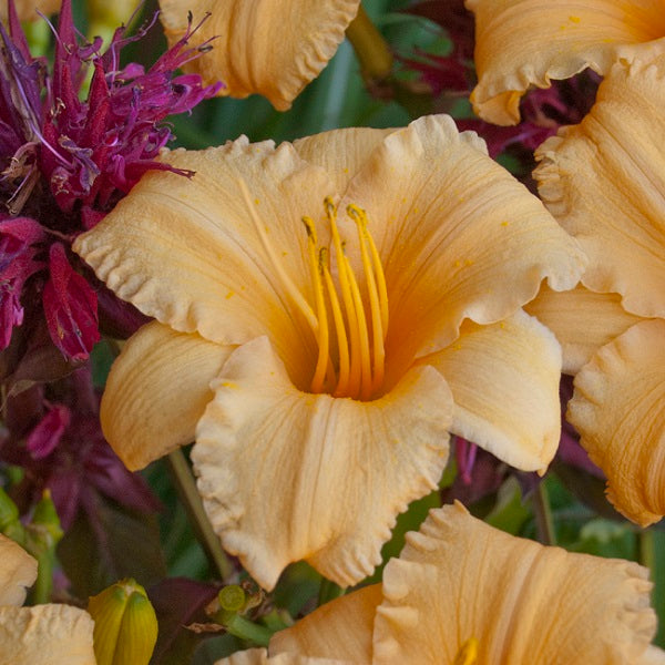 Apricot Sparkles - Daylily