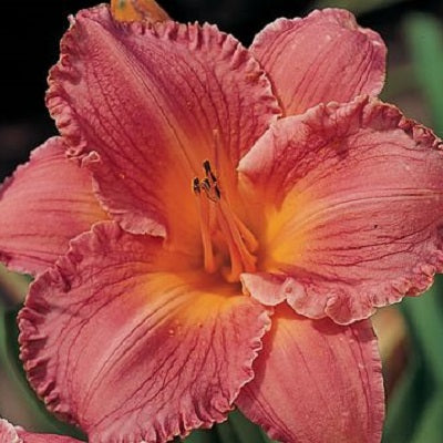 Aurora Raspberry - Daylily