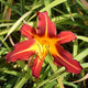 Autumn Red Daylily - representative mature plant