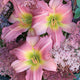 Bama Music Daylily - representative mature plant