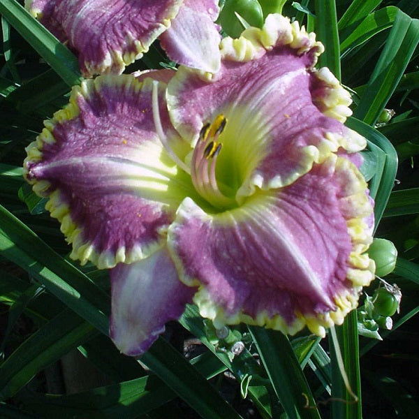 Bestseller Daylily