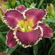 Bettylen - Daylily