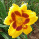 Black Eyed Susan - Daylily