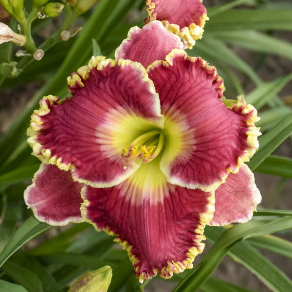 Born To Run - Daylily