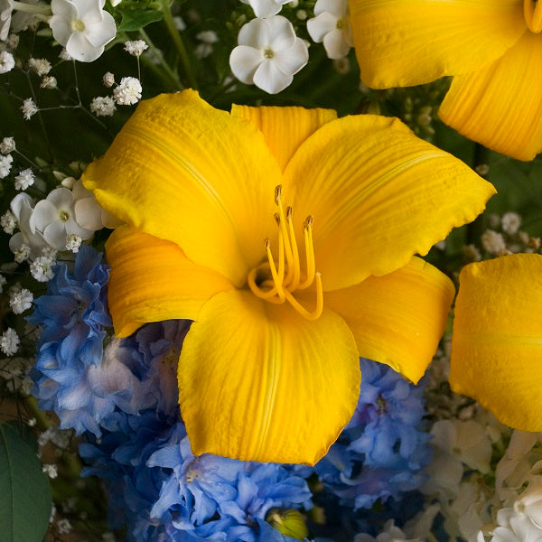 Buttered Popcorn Daylily