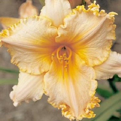 Butterfly Ballerina - Daylily