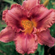 Cattleya Frills - Daylily