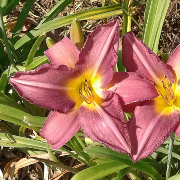 Starter Daylily Collection