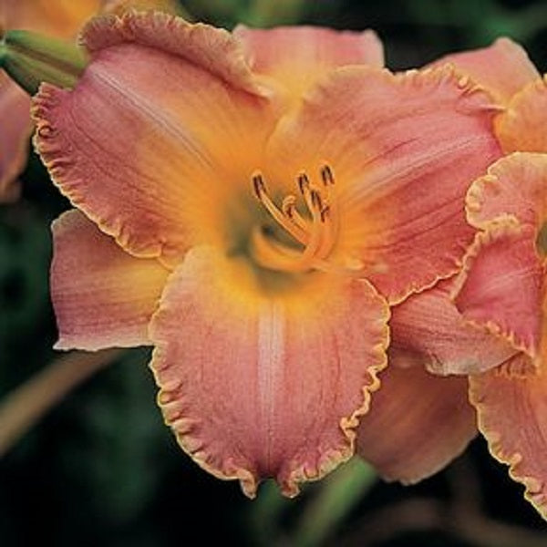 Country Melody - Daylily