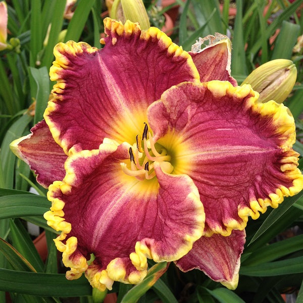 Daria Daylily