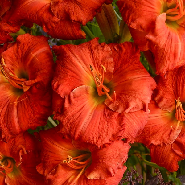 Desert Flame - Daylily