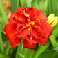 Double Firecracker - Daylily