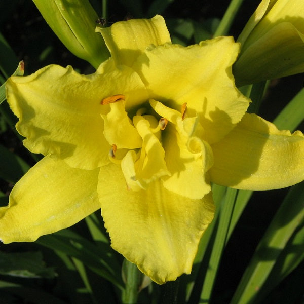 Double Jackpot Daylily